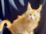 Celestial King - Maine Coon Kitten For Sale - CO&comma; US