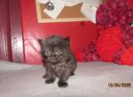 kittens deposit - Ragdoll Kitten For Sale - Beckley&comma; WV&comma; US