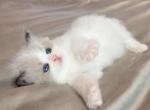 Amelie - Ragdoll Kitten For Sale - Fontana&comma; CA&comma; US