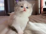 Amelie - Ragdoll Kitten For Sale - Fontana&comma; CA&comma; US