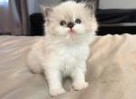 Louis - Ragdoll Kitten For Sale - Fontana&comma; CA&comma; US