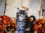 Anna - Maine Coon Kitten For Sale - Placerville&comma; CA&comma; US