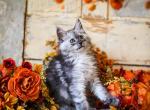 Mongo - Maine Coon Kitten For Sale - Placerville&comma; CA&comma; US