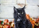 Binx - Maine Coon Kitten For Sale - Placerville&comma; CA&comma; US