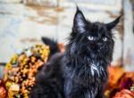 Binx - Maine Coon Kitten For Sale - Placerville&comma; CA&comma; US