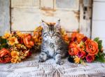 Winnie - Maine Coon Kitten For Sale - Placerville&comma; CA&comma; US