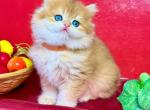 Golden British Longhair Boy - British Shorthair Kitten For Sale - Aliso Viejo&comma; CA&comma; US
