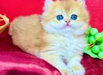 Golden British Longhair Male - British Shorthair Kitten For Sale - Aliso Viejo&comma; CA&comma; US