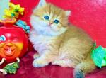 Golden British male - British Shorthair Kitten For Sale - Aliso Viejo&comma; CA&comma; US