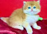 British Longhair Female - British Shorthair Kitten For Sale - Aliso Viejo&comma; CA&comma; US