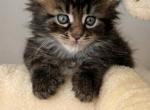 Ash - Maine Coon Kitten For Sale - Nappanee&comma; IN&comma; US