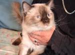 adult males - Ragdoll Cat For Sale/Service - IN&comma; US