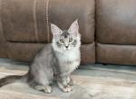 Forest - Maine Coon Kitten For Sale - Brighton&comma; CO&comma; US