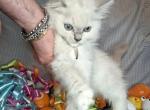 Ragdoll litter - Ragdoll Kitten For Sale - IN&comma; US