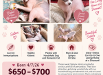 Zena and Ziggy - Sphynx Kitten For Sale - Jacksonville&comma; FL&comma; US