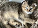Beml - Scottish Fold Kitten For Sale - Bradenton&comma; FL&comma; US