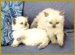 Shizari's September litter - Himalayan Kitten For Sale - Salt Springs&comma; FL&comma; US