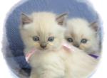 Shizari's September litter - Himalayan Kitten For Sale - Salt Springs&comma; FL&comma; US