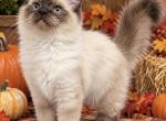 Chloe Female Seal Point - Ragdoll Kitten For Sale - PA&comma; US