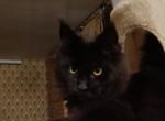 Cassiopeia - Maine Coon Kitten For Sale - Gpo&comma; NY&comma; US