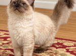 Chloe Female Seal Point - Ragdoll Kitten For Sale - PA&comma; US