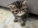 Cuties - Exotic Kitten For Sale - Hollywood&comma; FL&comma; US
