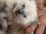Purple - Balinese Kitten For Sale - Plainfield&comma; IN&comma; US