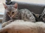 Bengal kittens - Bengal Kitten For Sale - New Lebanon&comma; OH&comma; US