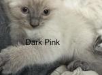Pink - Siamese Kitten For Sale - 