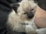 Yellow - Siamese Kitten For Sale - 