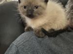 Red - Siamese Kitten For Sale - 