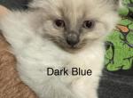 Blue - Siamese Kitten For Sale - Plainfield&comma; IN&comma; US
