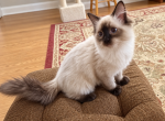 Cooper Male Ragdoll - Ragdoll Kitten For Sale - PA&comma; US