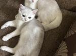 Skat - Scottish Straight Kitten For Sale - 