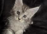 Girl Elsi - Maine Coon Kitten For Sale - 