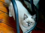 Noodle - Siberian Kitten For Sale - Duncansville&comma; PA&comma; US