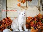 Marshmallow - Maine Coon Kitten For Sale - Placerville&comma; CA&comma; US