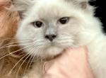 Noah - Siberian Kitten For Sale - Duncansville&comma; PA&comma; US