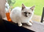 Noah - Siberian Kitten For Sale - Duncansville&comma; PA&comma; US