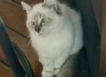 Nelson - Siberian Kitten For Sale - Duncansville&comma; PA&comma; US