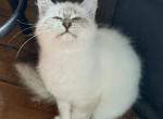 Nelson - Siberian Kitten For Sale - Duncansville&comma; PA&comma; US