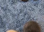 Perla - Scottish Straight Kitten For Sale - Derry&comma; NH&comma; US