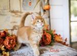 Gus - Maine Coon Kitten For Sale - Placerville&comma; CA&comma; US