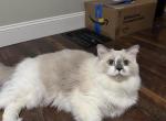 Muffin - Ragdoll Cat For Sale - N Tonawanda&comma; NY&comma; US