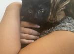Bean - Domestic Kitten For Sale - 