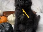 Steeler Litter - Maine Coon Kitten For Sale - Hudson&comma; FL&comma; US