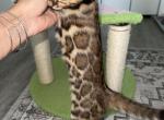 Aphelia - Bengal Kitten For Sale - 