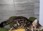 Zeus - Bengal Kitten For Sale - Palm Coast&comma; FL&comma; US