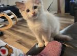 Mr white - Ragdoll Kitten For Sale - 