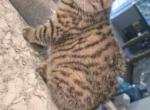 Lilly - Scottish Straight Kitten For Sale - Naperville&comma; IL&comma; US